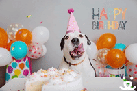 Dog-birthday GIFs - Get the best GIF on GIPHY